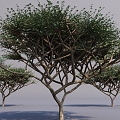 umbrella thorn acacia tree umbrella thorn tree tree landscape big tree courtyard big tree 3d model