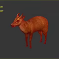 Orange Deer Like Animal With Small Horns Standing Against Gray Background With Reflection