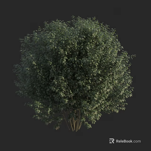 Lush Green Arbor With Dense Foliage And Multiple Trunks Against Dark Background 3d model