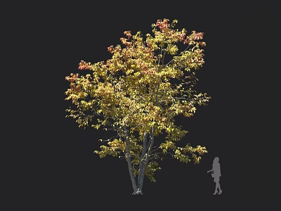Deciduous Tree With Yellow And Red Leaves Lush Foliage And Human Silhouette Against Dark Background 3d model