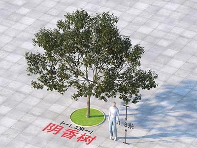 Cinnamomum Burmannii Tree in Square Paved Ground with Circular Green Base 1.8m Height and Person 3d model