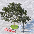 Cinnamomum Burmannii Tree in Square Paved Ground with Circular Green Base 1.8m Height and Person