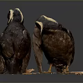 Two Puffins With Brown Black Feathers And Colorful Beaks On Dark Reflective Surface