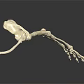 Anatomical Human Arm Skeletal Organ Structure Model Showing Bone Details 3d model