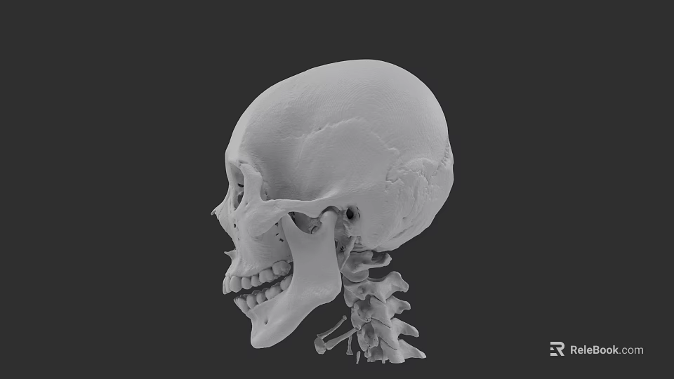 Human Skull 3D Model Side View Showing Cranial Bones Teeth And Cervical Vertebrae 3d model 