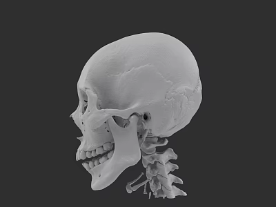 Human Skull 3D Model Side View Showing Cranial Bones Teeth And Cervical Vertebrae 3d model