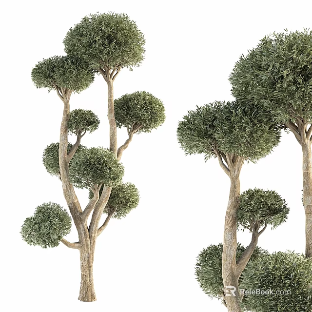 Ornamental Arbor Trees With Pruned Round Crowns Slender Trunks And Lush Green Foliage 3d model 