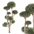 Modern Trees 3d model