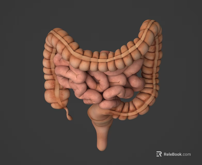 Detailed 3D Model Of Human Brain Showing Cerebral Cortex And Neural Structures 3d model 