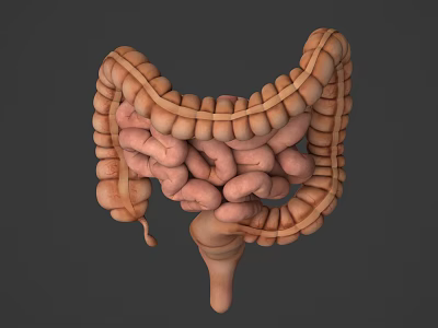 Detailed 3D Model Of Human Brain Showing Cerebral Cortex And Neural Structures 3d model