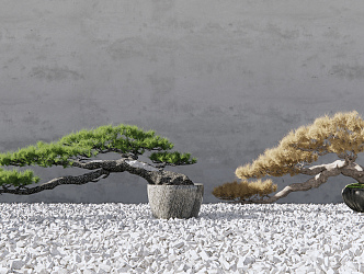 New Chinese Bonsai Pine Bonsai 3d model