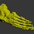 Medical Device Human Foot Skeleton Anatomical Model with Detailed Bone Structure for Educational Use