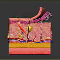 Medical Device 3D Anatomical Model Showing Human Skin Layers And Structures