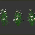 Multiple Daisies With White Petals Yellow Centers And Green Stems On Dark Background