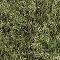 Lush Green Grass And White Flowers In Garden With Various Plants