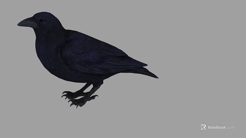 Detailed Isolated Black Bird With Dark Feathers Standing On Gray Background 3d model 