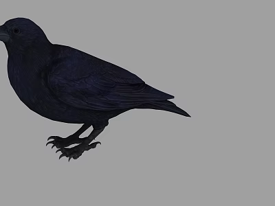 Detailed Isolated Black Bird With Dark Feathers Standing On Gray Background 3d model