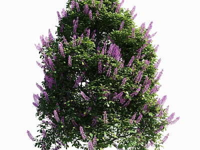 Lush Flowering Arbor With Vibrant Purple Blooms And Green Foliage 3d model
