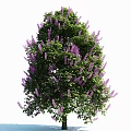 Lush Flowering Arbor With Vibrant Purple Blooms And Green Foliage