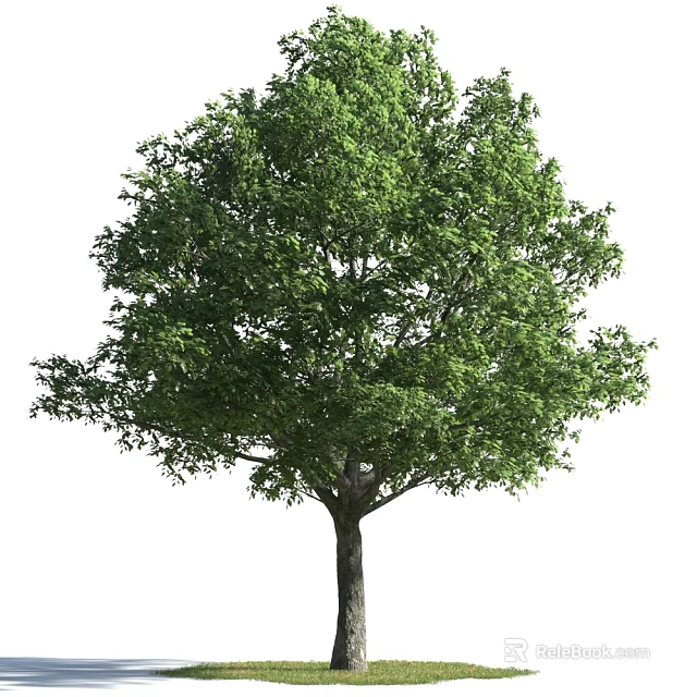 Lush Green Tree With Tall Trunk And Dense Canopy Foliage 3d model 