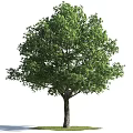 Lush Green Tree With Tall Trunk And Dense Canopy Foliage