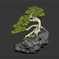 Small Green Bonsai Plant With Tree Like Foliage Growing On Gray Stone Base