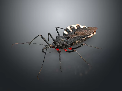 Assassin Bug With Black And White Body Red Spots Long Legs On Dark Background 3d model