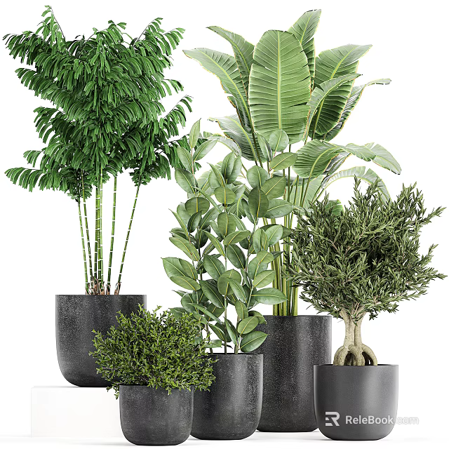 Bonsai and Potted Plants with Lush Green Foliage in Black Planters for Home Decor 3d model 