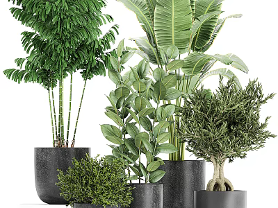 Bonsai and Potted Plants with Lush Green Foliage in Black Planters for Home Decor 3d model