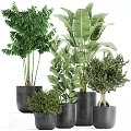 Bonsai and Potted Plants with Lush Green Foliage in Black Planters for Home Decor