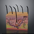 Human Skin Organ Hair Cross Section Structure With Hair Follicles And Anatomical Details