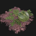 Fresh Ripe Watermelon With Green Leaves On Brown Soil
