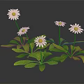 Fresh White Daisies with White Petals Yellow Centers and Green Leaves on Black Background