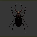 Detailed Maroon Rhinoceros Beetle With Large Curved Horn On Dark Background