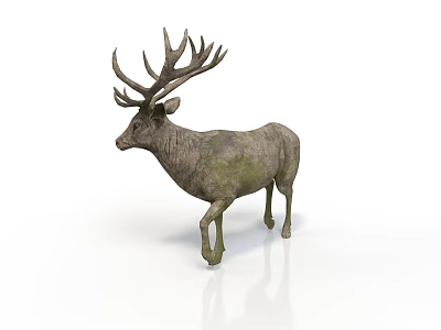 Stag with Large Antlers and Mossy Coat Standing on White Background with Reflection 3d model