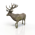 Stag with Large Antlers and Mossy Coat Standing on White Background with Reflection