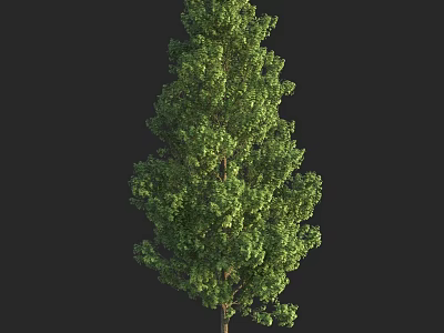 Tall Arbor With Lush Green Foliage And Strong Trunk In Natural Setting 3d model