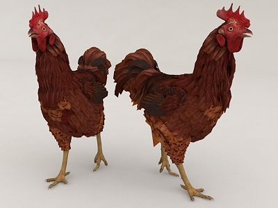 poultry cock hen model