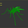 Realistic 3D Rendered Mosquito With Detailed Long Legs And Transparent Wings