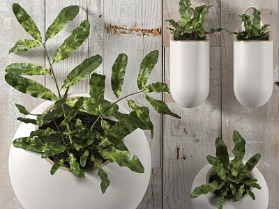Indoor Potted Plants With Green Leaves In White Wall Mounted Tabletop Pots On Wooden Background 3d model