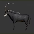 Gray Eland Antelope With Long Curved Horns Standing Isolated On Dark Background