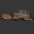 Alligator Snapping Turtle With Dark Textured Shell And Brown Head On Gray Background