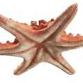 Two Orange And Beige Starfish Marine Animals With Spiny Bodies On White Background