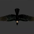 Black Bird With White Neck Flying With Spread Wings Against Gray Background