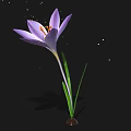 Purple Crocus Flower With Green Stem On Black Background And Golden Sparkles