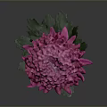 Beautiful Pink Chrysanthemum Plant With Green Stem Leaves On Gray Background