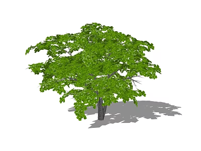 Lush Green Foliage Tree With Brown Trunk And Natural Shadow 3d model