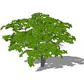 Lush Green Foliage Tree With Brown Trunk And Natural Shadow