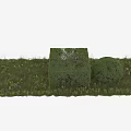Well Shaped Garden Shrubs In Lush Green Grass Area With Natural Greenery