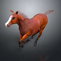 Brown Horse With White Face Mane And Tail Running On Gray Background